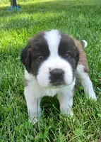 L. Male 5 HOLD, a male Saint Bernard for sale in Topeka, KS – 3 of 6