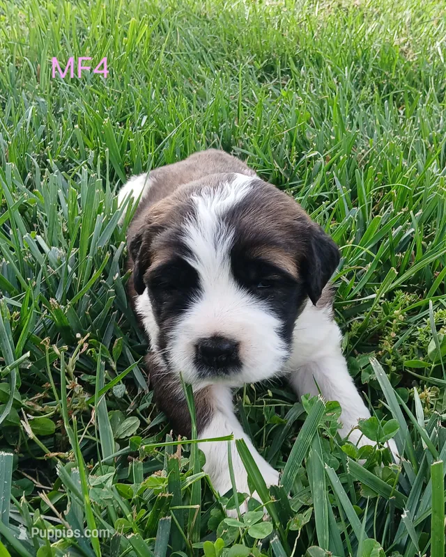 M. Female 4 HOLD – Saint Bernard puppy for sale in Topeka, KS