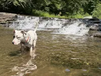 Dolly, a female American Pit Bull Terrier for sale in Cato, NY – 3 of 6