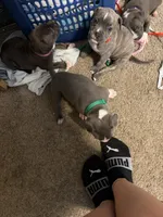 Captain America , a male American Bully and American Pit Bull Terrier for sale in Cato, NY – 3 of 3