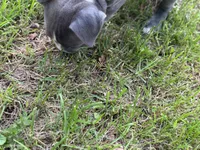 Ursula, a female American Bully for sale in Cato, NY – 4 of 4