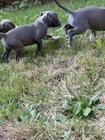 Ursula, a female American Bully and American Pit Bull Terrier for sale in Cato, NY – 6 of 7