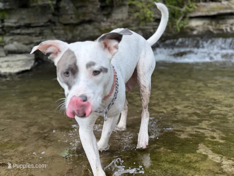 Dolly – American Pit Bull Terrier puppy for sale in Cato, NY