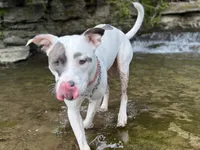 Dolly, a female American Pit Bull Terrier for sale in Cato, NY – 1 of 6
