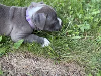 Ursula, a female American Bully for sale in Cato, NY – 3 of 4