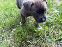 Aurora, a female American Bully for sale in Cato, NY – 2 of 3