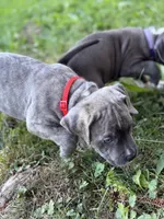Pacco , a male American Bully and American Pit Bull Terrier for sale in Cato, NY – 4 of 6