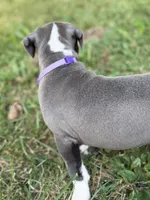Ursula, a female American Bully and American Pit Bull Terrier for sale in Cato, NY – 7 of 7