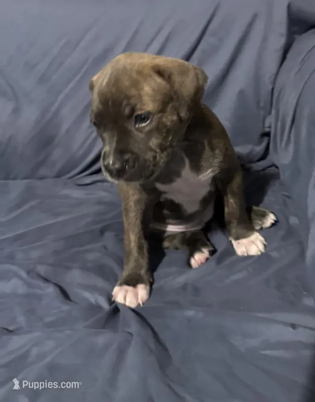 Aurora – American Bully puppy for sale in Cato, NY
