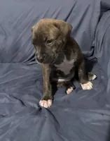 Aurora, a female American Bully for sale in Cato, NY – 1 of 3