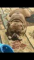 Dozer, a male American Bully for sale in Cato, NY – 4 of 6