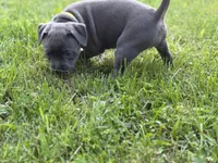 Bell, a female American Bully for sale in Cato, NY – 4 of 5