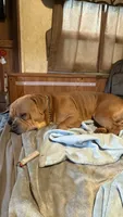 Dozer, a male American Bully for sale in Cato, NY – 3 of 6