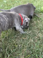 Pacco , a male American Bully and American Pit Bull Terrier for sale in Cato, NY – 3 of 6