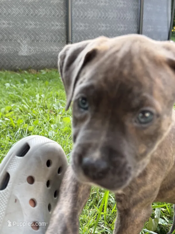 Aurora – American Bully puppy for sale in Cato, NY