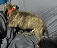 Pacco , a male American Bully and American Pit Bull Terrier for sale in Cato, NY – 2 of 6