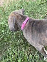 Aurora, a female American Bully and American Pit Bull Terrier for sale in Cato, NY – 5 of 6