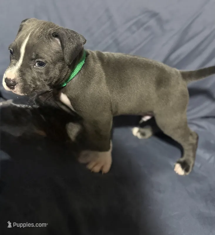 Captain America  – American Bully, American Pit Bull Terrier puppy for sale in Cato, NY