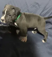 Captain America , a male American Bully and American Pit Bull Terrier for sale in Cato, NY – 1 of 3