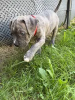 Pacco , a male American Bully and American Pit Bull Terrier for sale in Cato, NY – 6 of 6