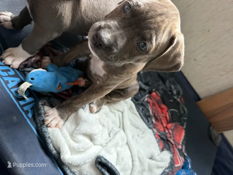 Aurora – American Bully, American Pit Bull Terrier puppy for sale in Cato, NY