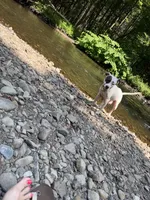 Dolly, a female American Pit Bull Terrier for sale in Cato, NY – 5 of 6
