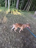 Dozer, a male American Bully for sale in Cato, NY – 6 of 6