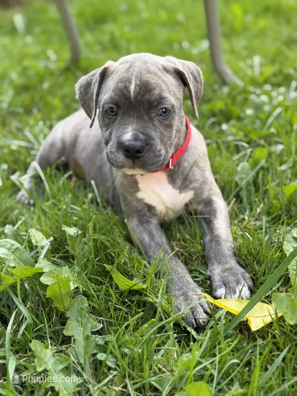 Pacco  – American Bully, American Pit Bull Terrier puppy for sale in Cato, NY