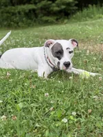 Dolly, a female American Pit Bull Terrier for sale in Cato, NY – 2 of 6