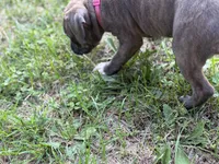 Aurora, a female American Bully for sale in Cato, NY – 3 of 3