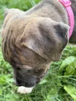 Aurora, a female American Bully and American Pit Bull Terrier for sale in Cato, NY – 6 of 6