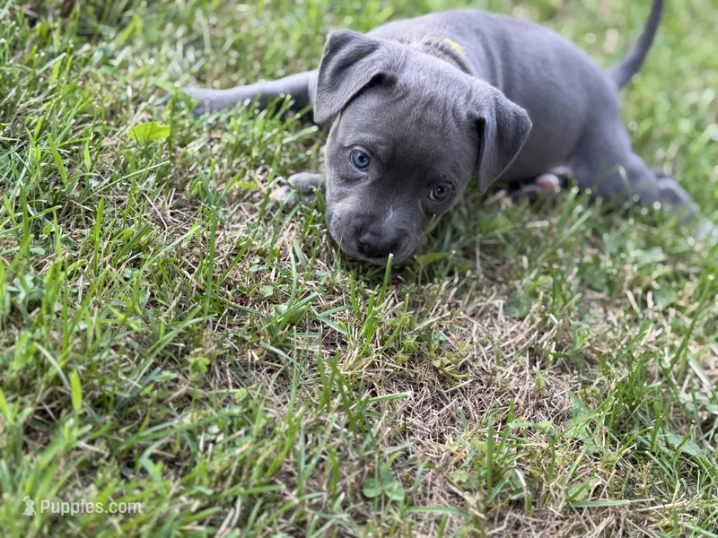 Bell – American Bully puppy for sale in Cato, NY
