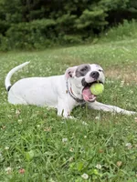 Dolly, a female American Pit Bull Terrier for sale in Cato, NY – 4 of 6