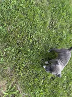 Anna, a female American Bully for sale in Cato, NY – 4 of 4