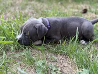 Ursula, a female American Bully for sale in Cato, NY – 2 of 4