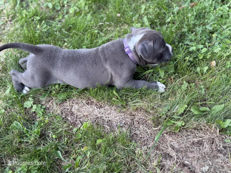 Ursula – American Bully puppy for sale in Cato, NY