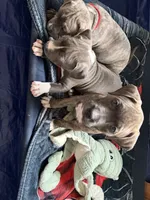 Pacco , a male American Bully and American Pit Bull Terrier for sale in Cato, NY – 5 of 6