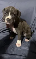 Captain America , a male American Bully and American Pit Bull Terrier for sale in Cato, NY – 2 of 3