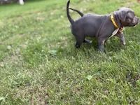 Bell, a female American Bully for sale in Cato, NY – 2 of 5