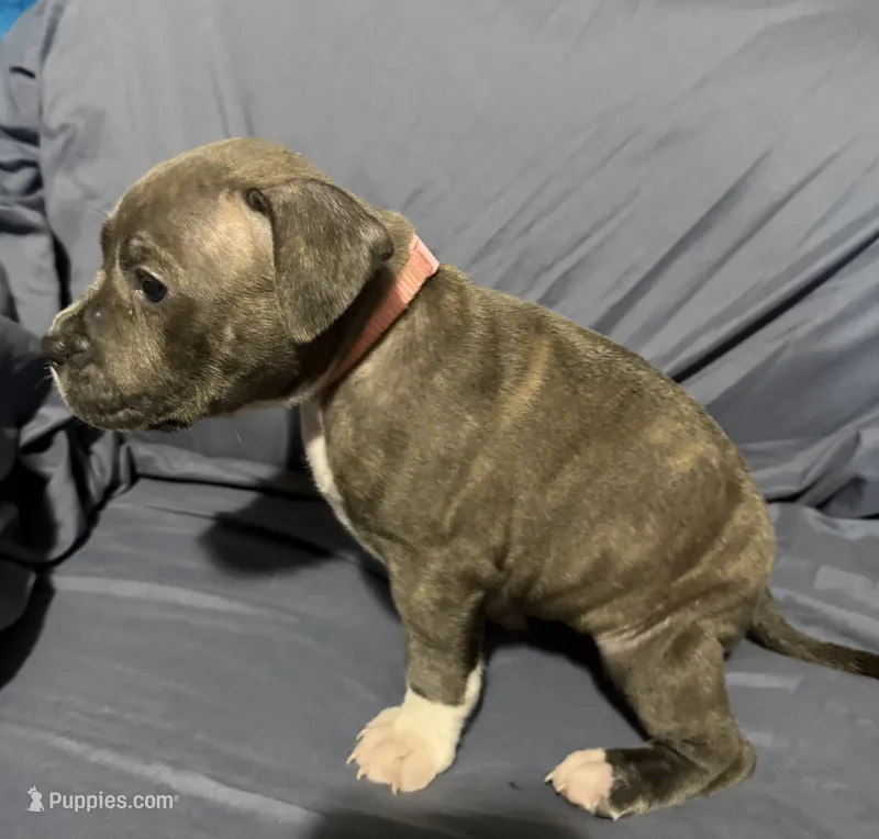 Anna – American Bully puppy for sale in Cato, NY