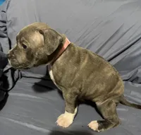 Anna, a female American Bully for sale in Cato, NY – 1 of 4