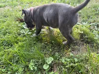 Anna, a female American Bully for sale in Cato, NY – 3 of 4
