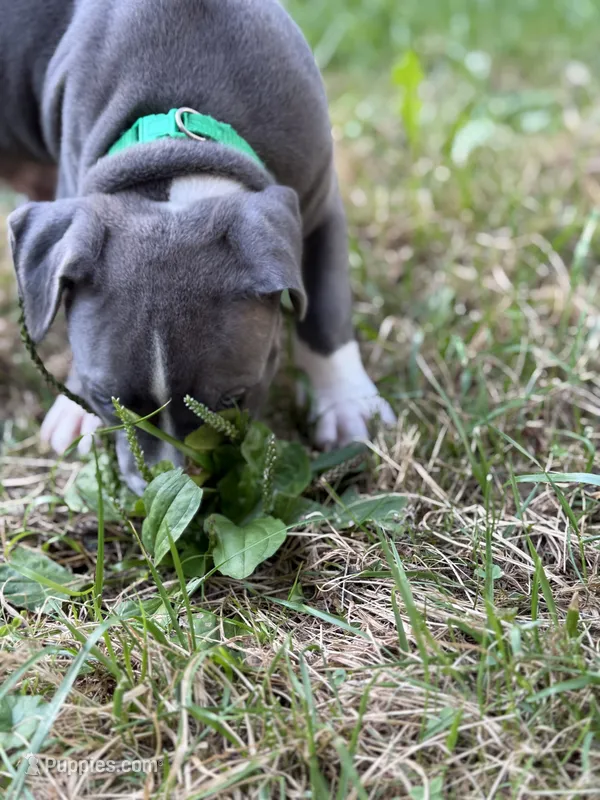 Captain America  – American Bully, American Pit Bull Terrier puppy for sale in Cato, NY