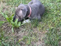 Anna, a female American Bully for sale in Cato, NY – 2 of 4