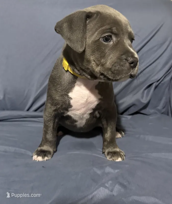 Bell – American Bully puppy for sale in Cato, NY