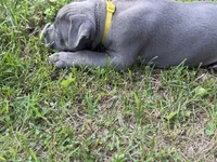 Bell, a female American Bully for sale in Cato, NY – 5 of 5