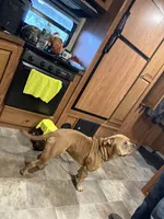 Dozer, a male American Bully for sale in Cato, NY – 5 of 6