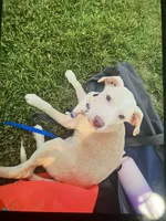 Flash, a male American Pit Bull Terrier and Labrador Retriever for sale in Baltimore, MD – 1 of 1