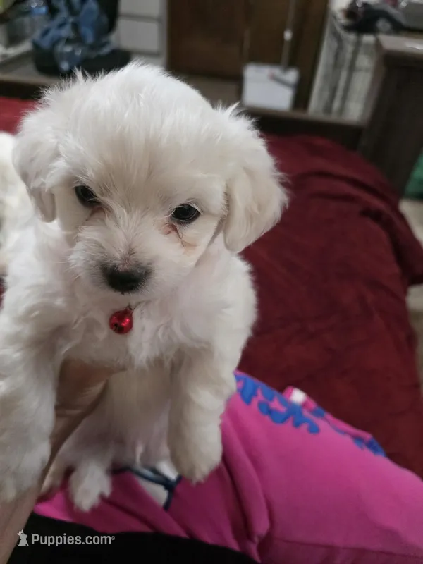 Rudy – Maltipoo puppy for sale in Kit Carson, CO