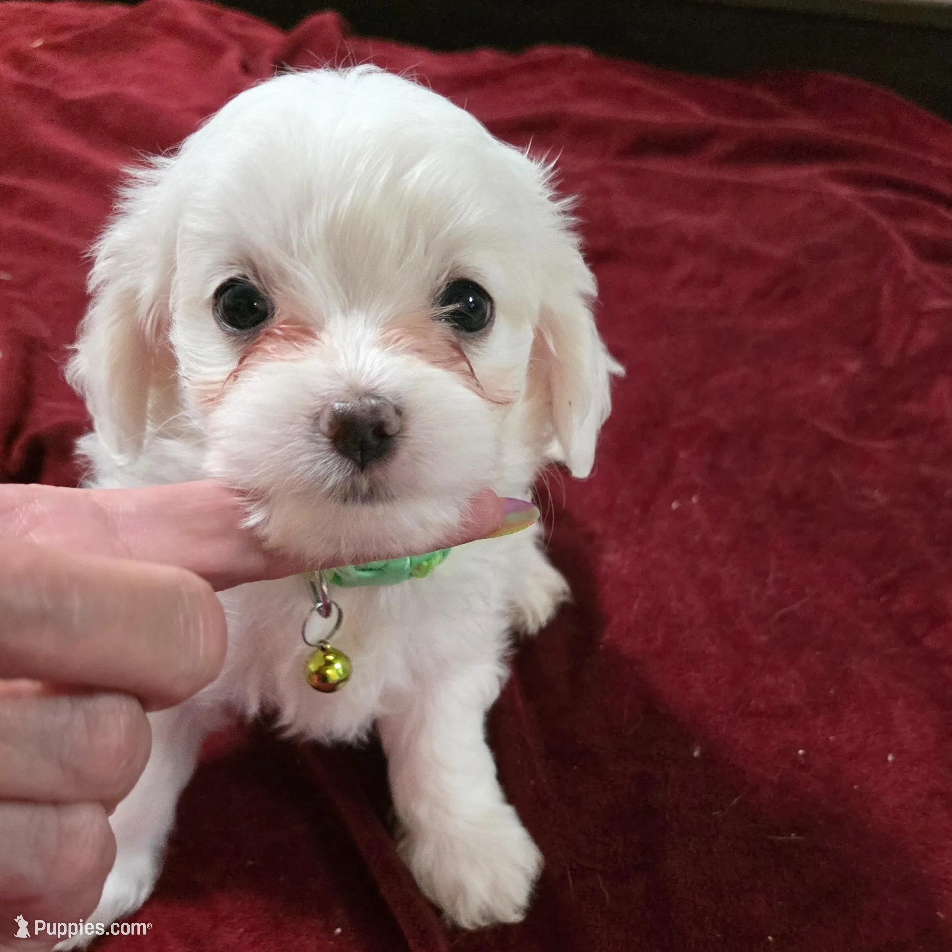 Max – Maltipoo puppy for sale in Kit Carson, CO